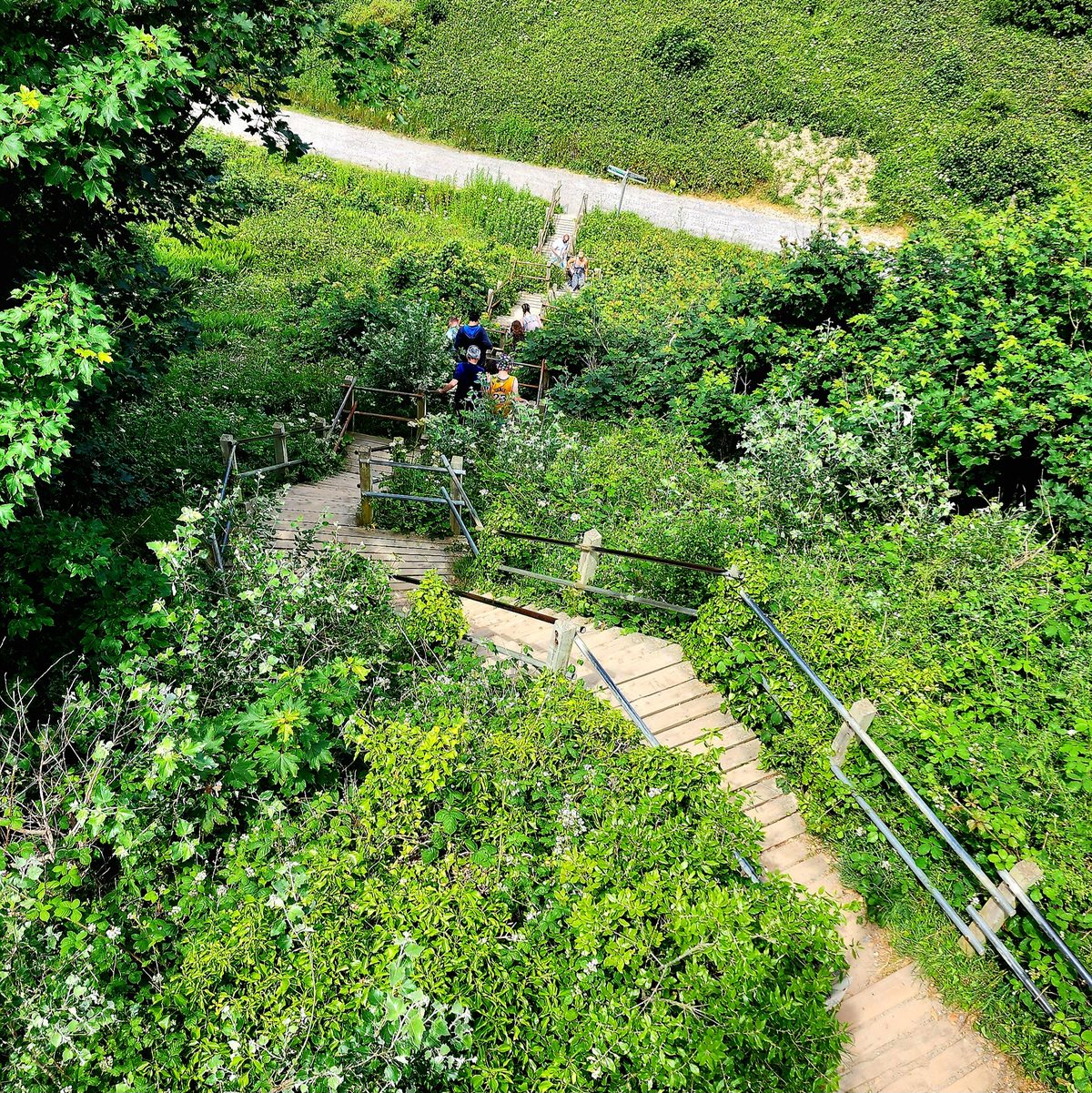 A narrow footpath winding through lush green clifftop brush