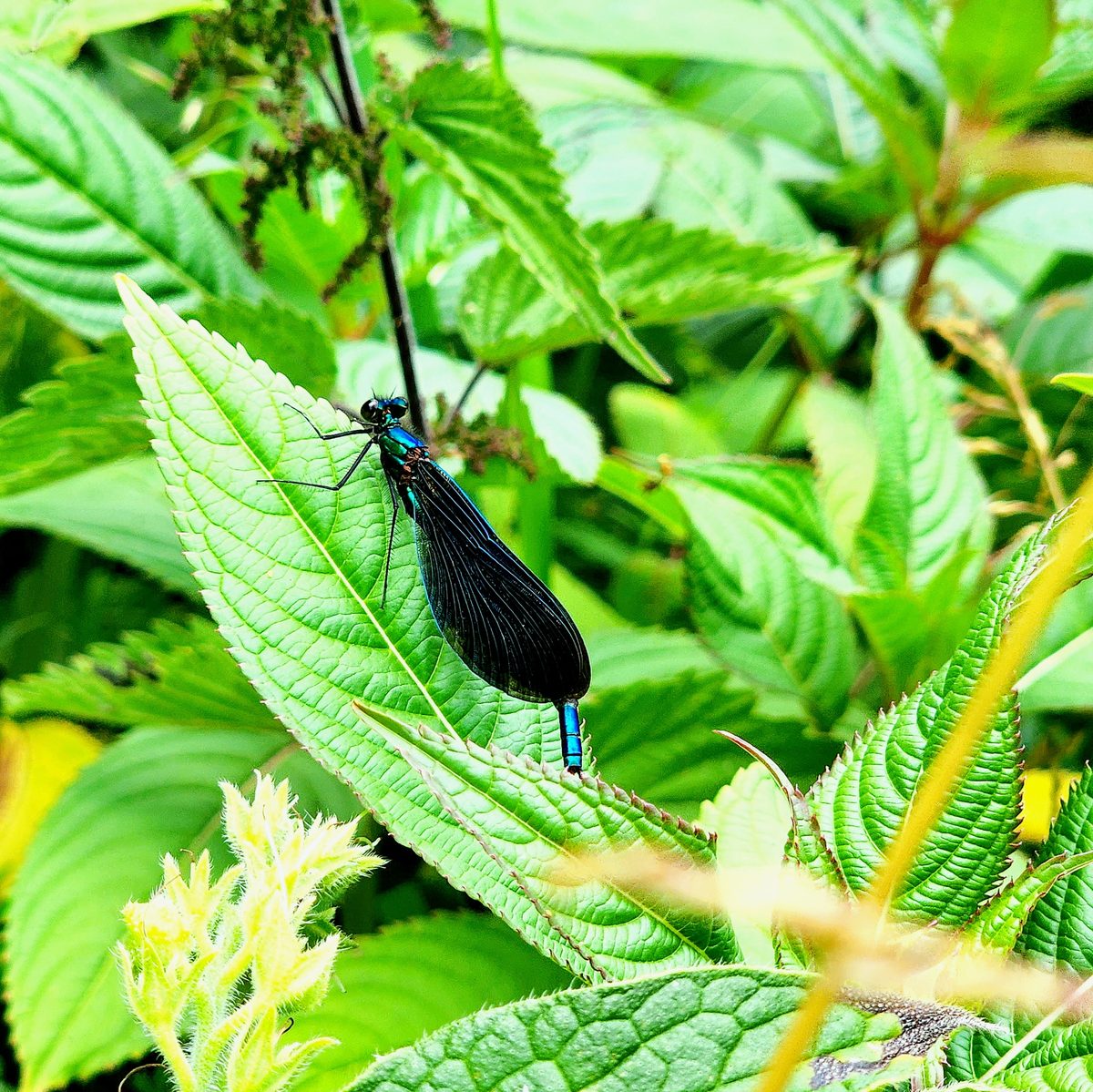 A metallic blue damselfly resting on a bright green leaf