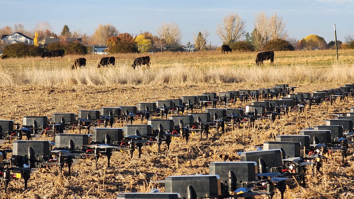 Rows of drones set out in a dry farm field with cows grazing behind