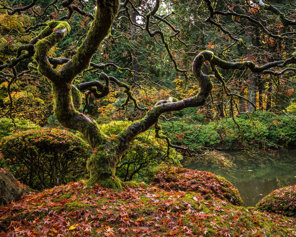 A twisted, moss-covered Japanese maple arches over red fallen leaves beside a garden pond.