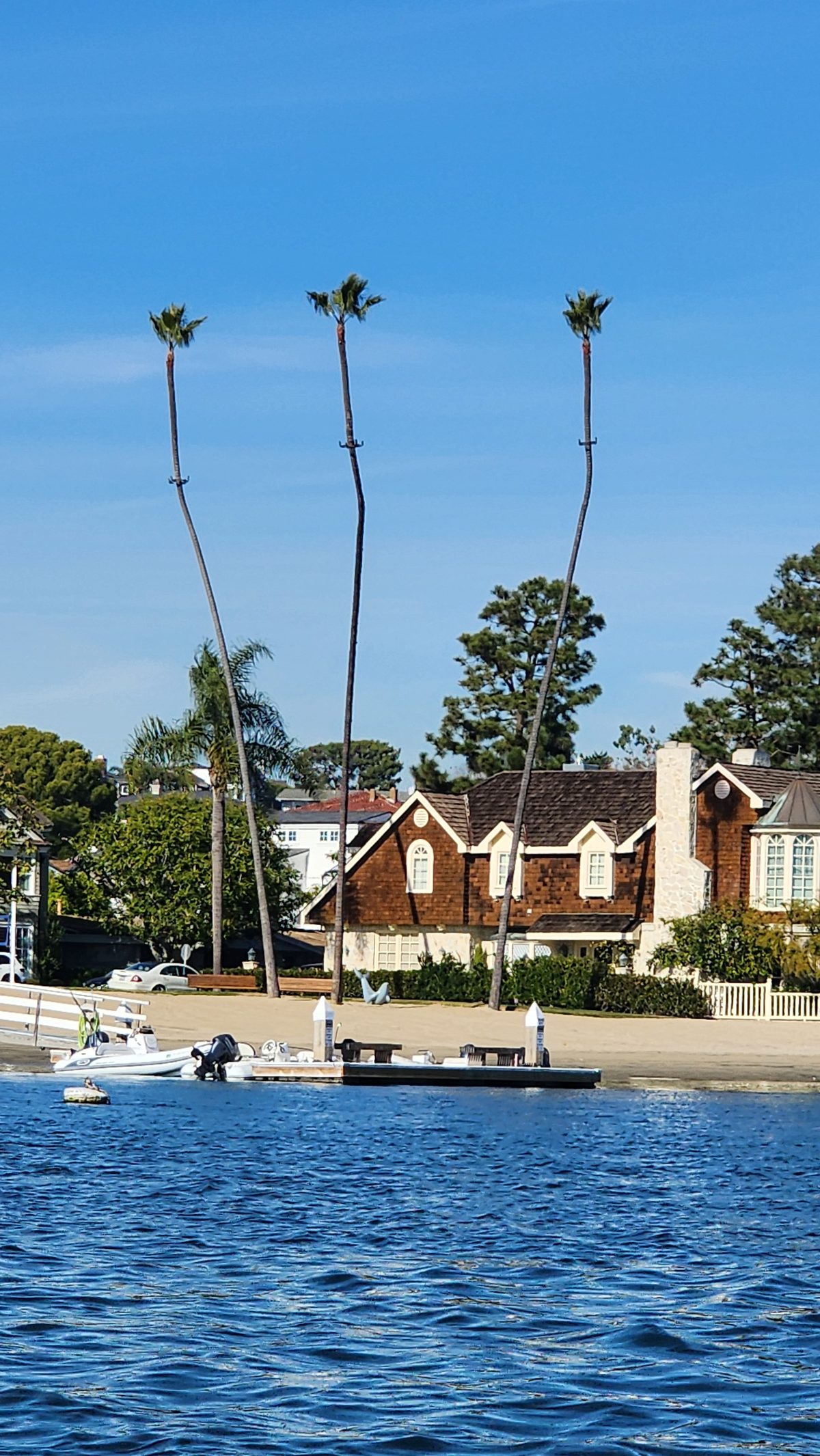 Tall palm trees above white harbor homes and calm blue water