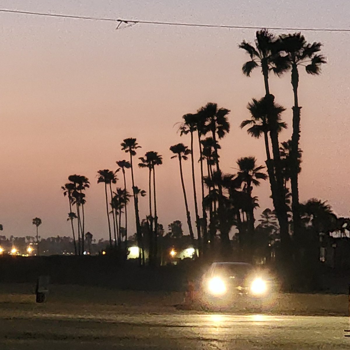Tall palm silhouettes over a beach road with car headlights at dusk