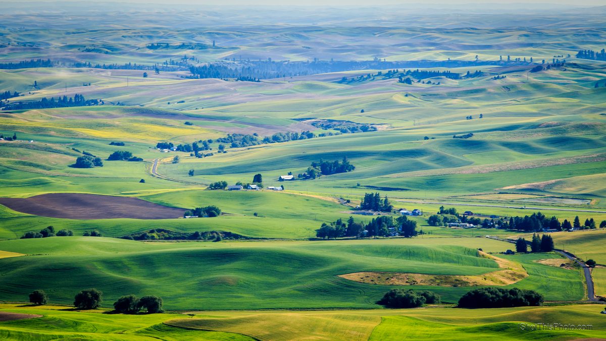 Rolling green and gold farm hills of the Palouse seen from Steptoe Butte