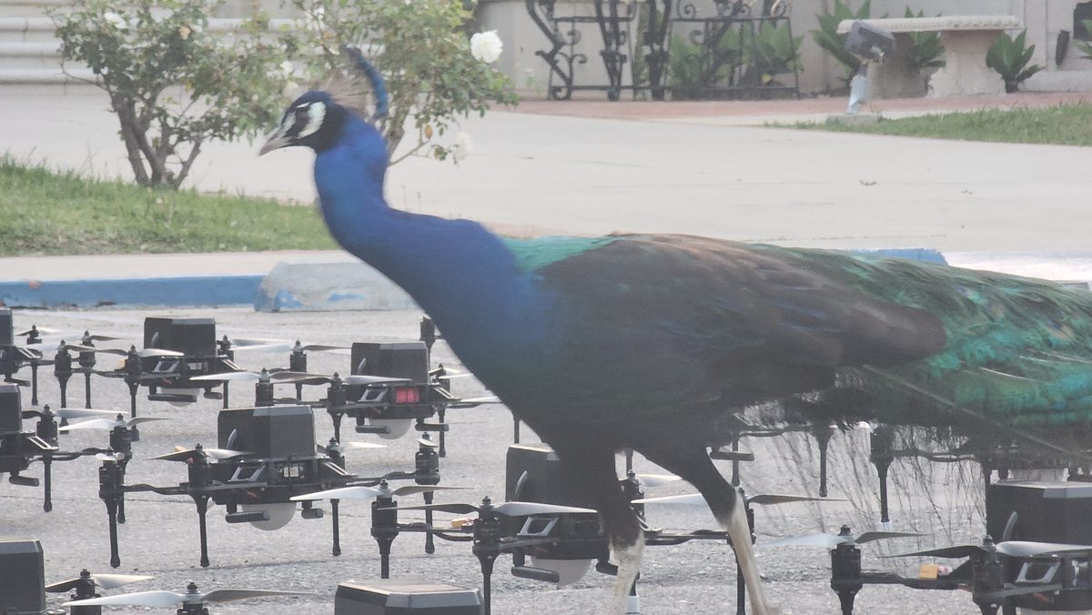 A peacock strutting past a grid of drones before a show