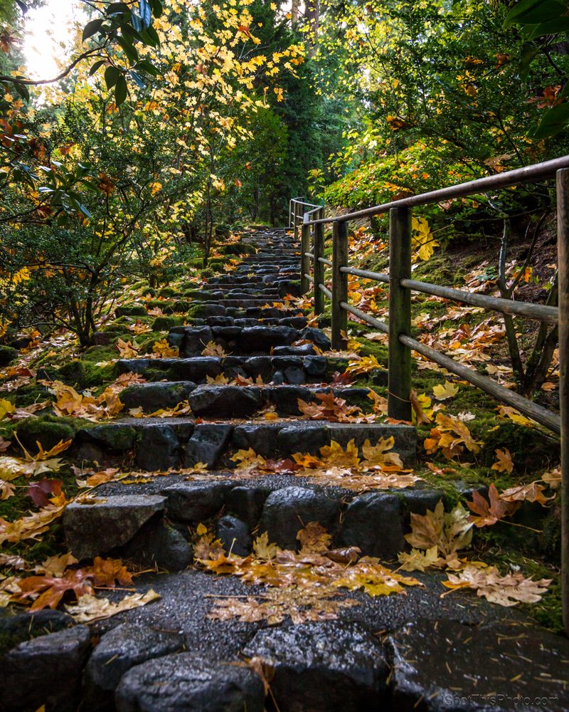 Mossy stone steps with a wooden handrail climb through woods covered in fallen leaves.