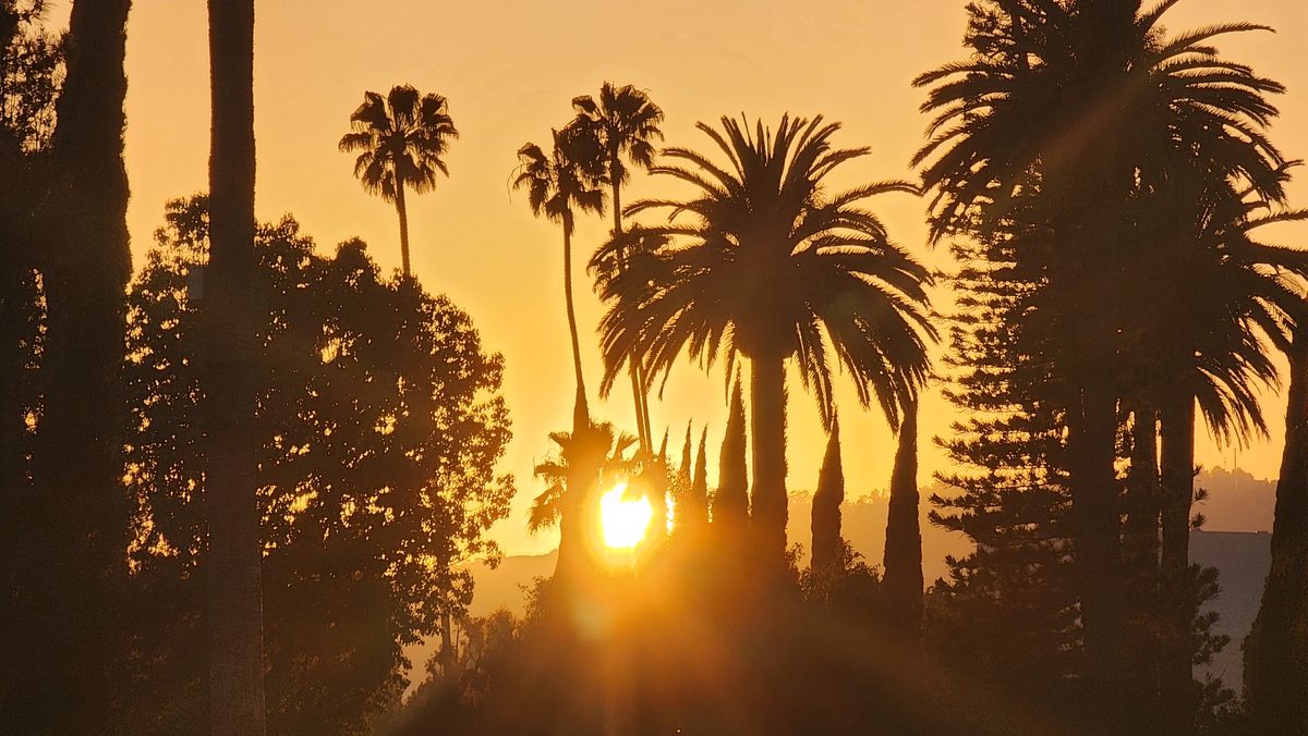 The setting sun glowing through palm trees in Los Angeles