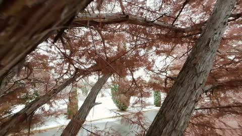 FPV drone weaves through bare winter trees beside a snowy path