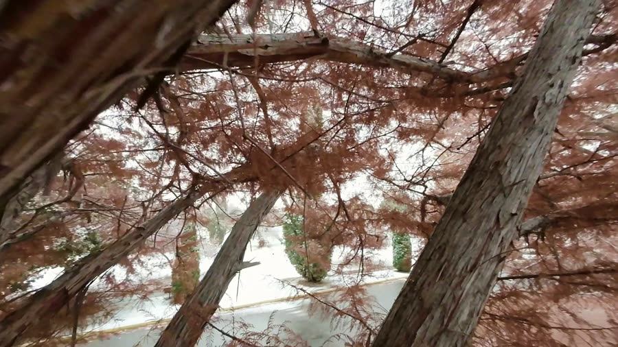 FPV drone weaves through bare winter trees beside a snowy path